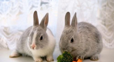 Jak zjistit pohlaví králíka podle rozdílů samců a samic, načasování determinace